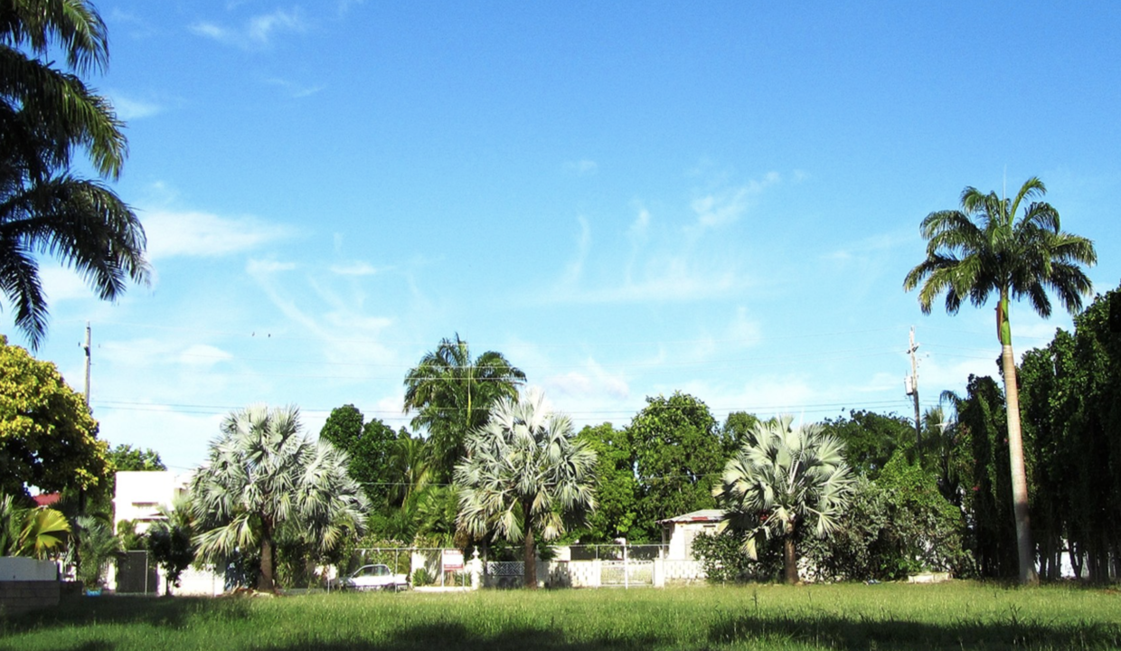 Large lot with mature royal palm trees
